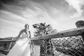 Bride Giraffe Feeding Cleveland Zoo